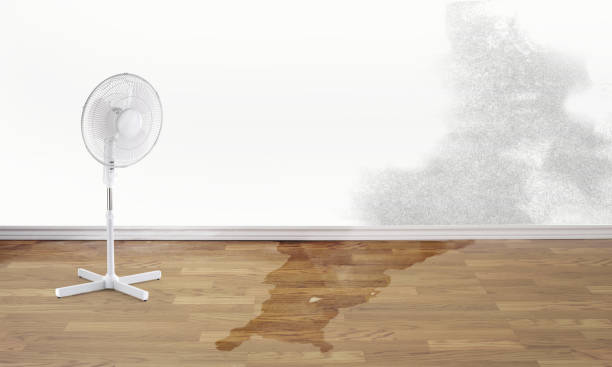 Best Water damage restoration experts  in Faison, NC