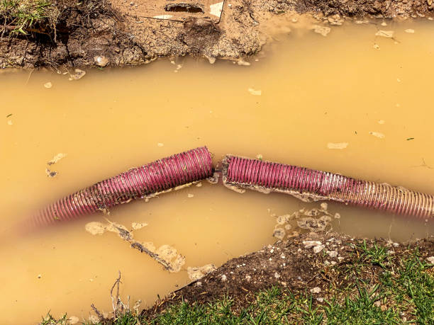 Best Professional water damage repair  in Faison, NC